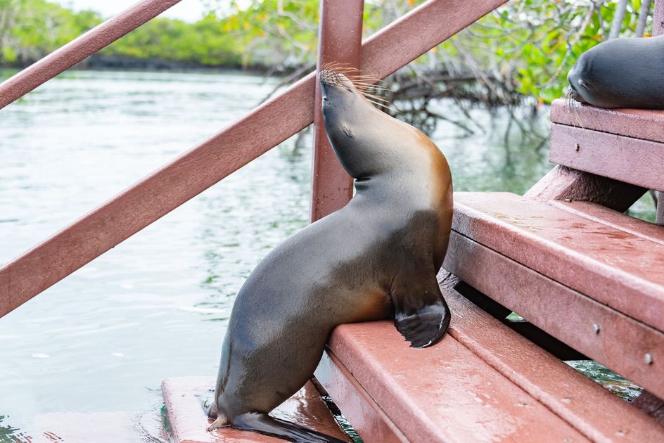 Galápagos en alerta por El Niño: expertos advierten sobre fauna y turismo