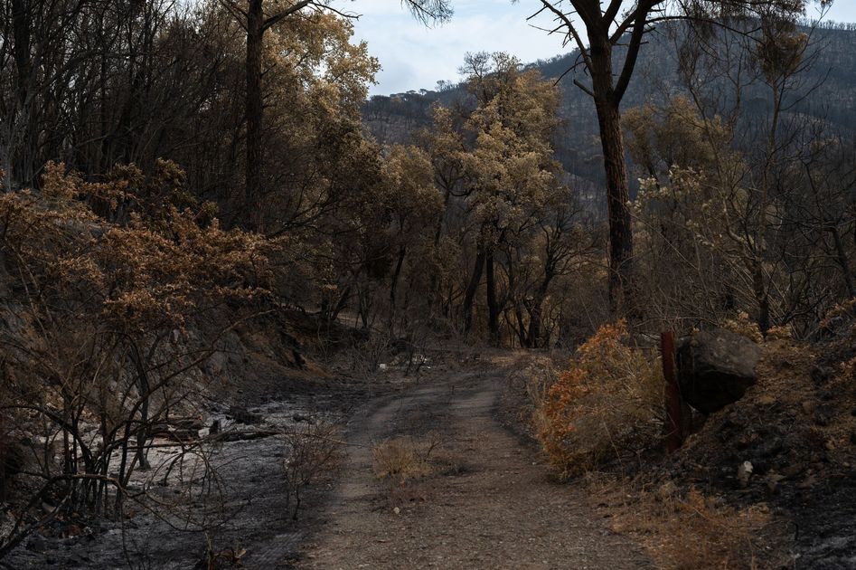 Cuatro incendios forestales activos afectan a Tungurahua y Chimborazo